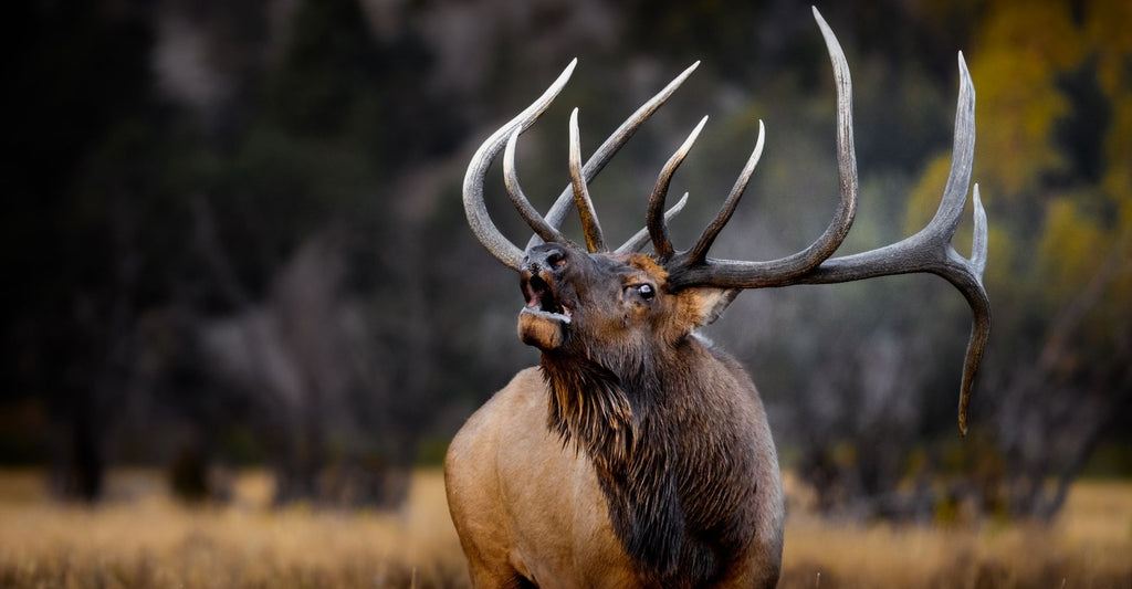 bull elk wallpaper