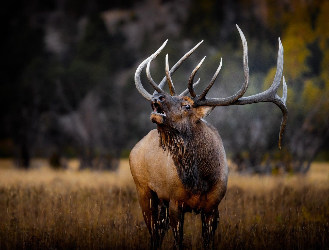 Elk Calling Lessons